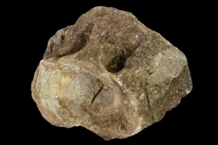 Fossil Xiphactinus (Cretaceous Fish) Vertebra - Kansas #139305